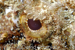 Scorpion Fish by David Schmidt 